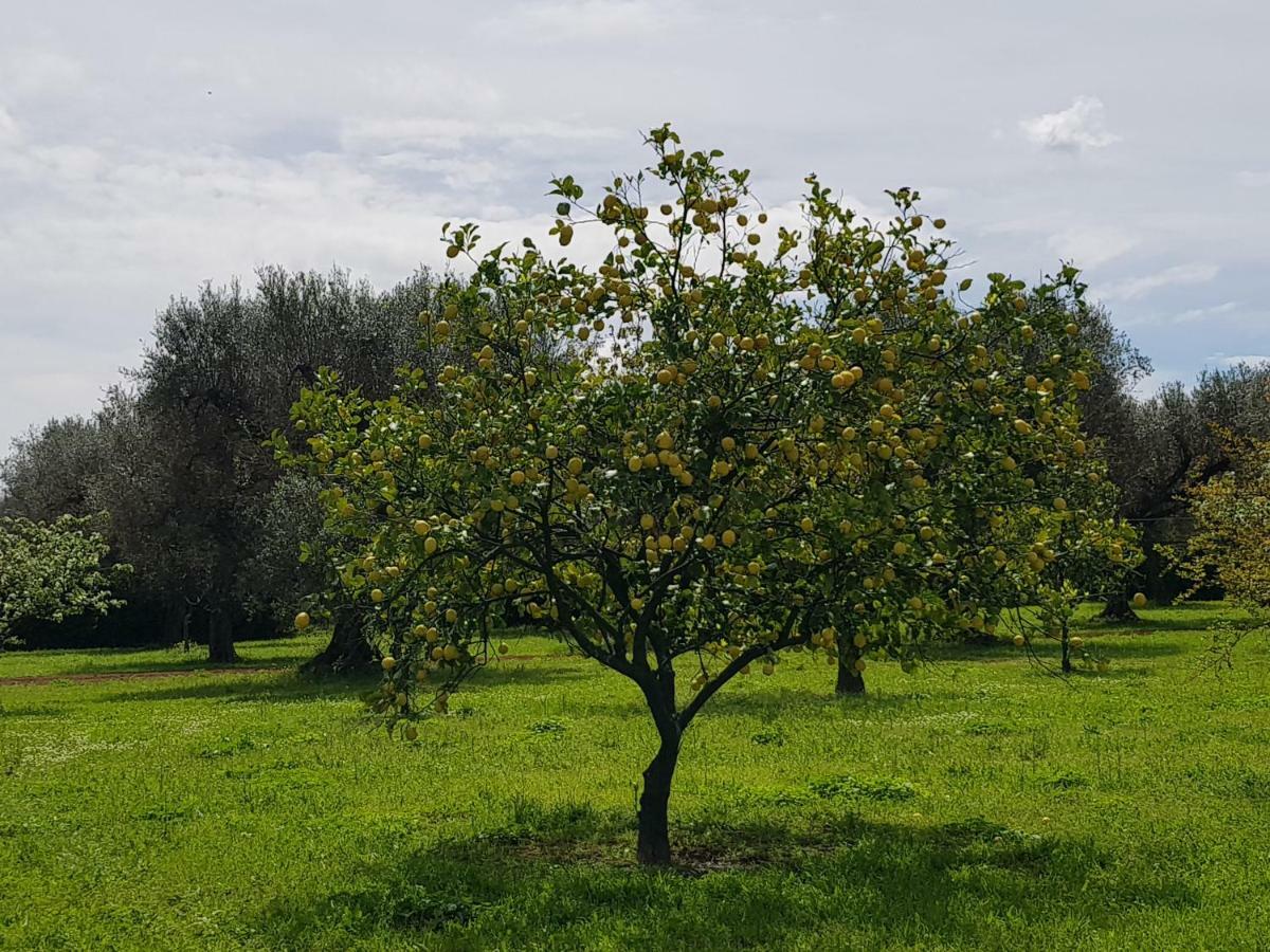 Masseria Pisciani Torchiarolo エクステリア 写真